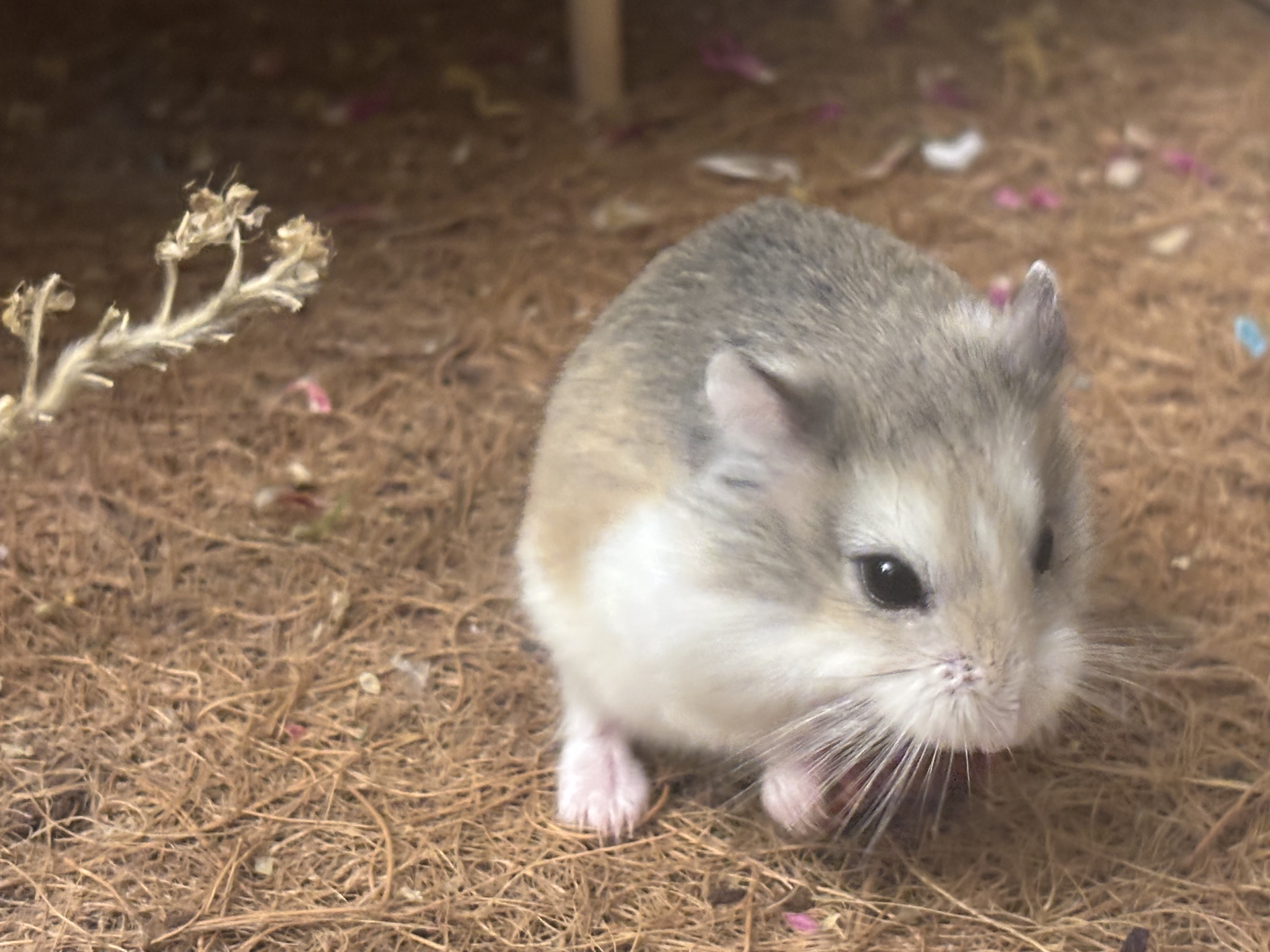 Chen Liang's hamster in enclosure